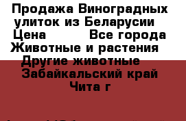 Продажа Виноградных улиток из Беларусии › Цена ­ 250 - Все города Животные и растения » Другие животные   . Забайкальский край,Чита г.